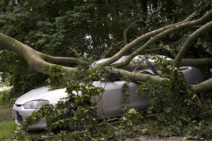 Ein umgestürzter Baum auf einem Auto